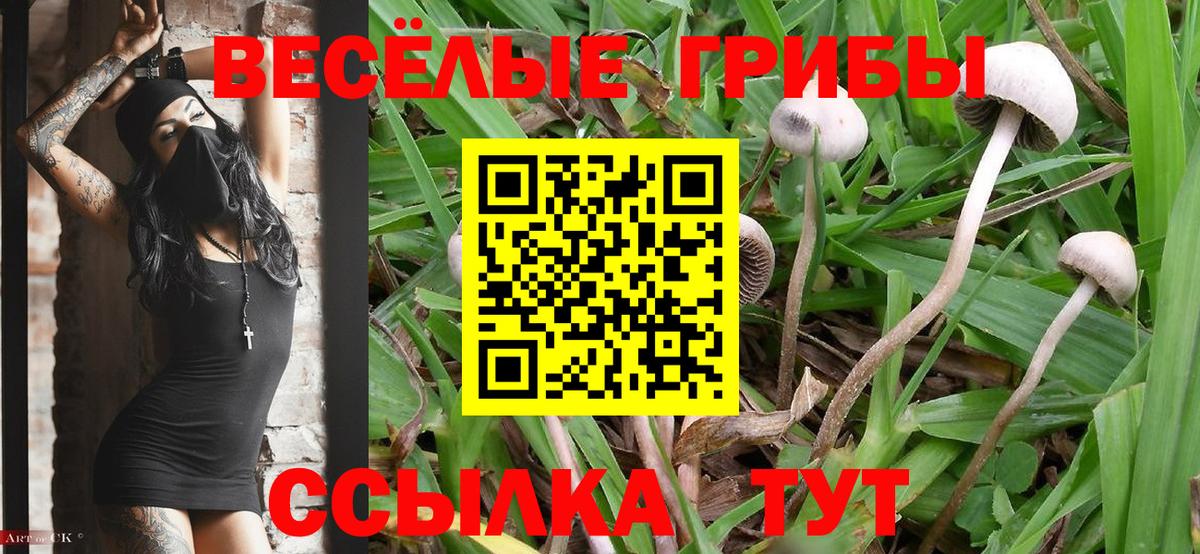 Псилоцибиновые грибы Psilocybe Сальск